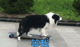 叶枫爆料边牧视频播放大全,边牧视频播放大全精彩瞬间