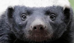 平头哥爆料视频,一窥科技圈幕后风云