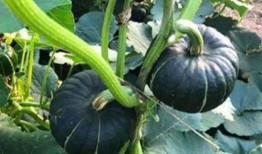 八卦吃瓜网红图片大全大图,大图解析网络红人风采